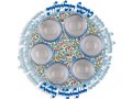 Indian Flowers Seder Plate with Glass Bowls - Dorit Judaica