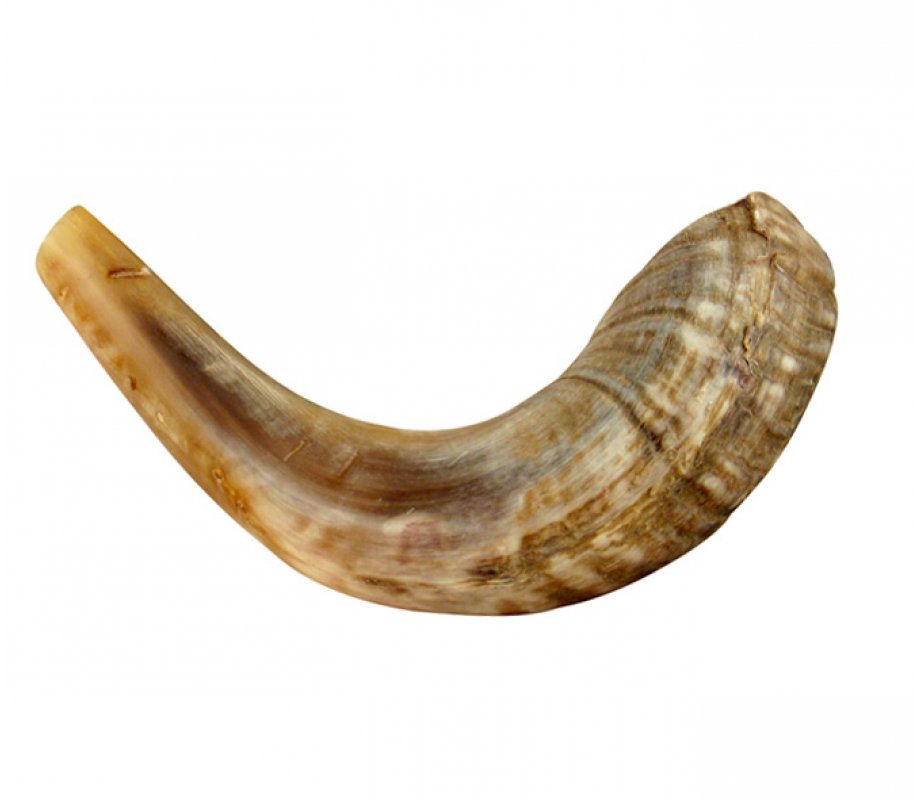 Natural Rams Horn Shofar - Medium
