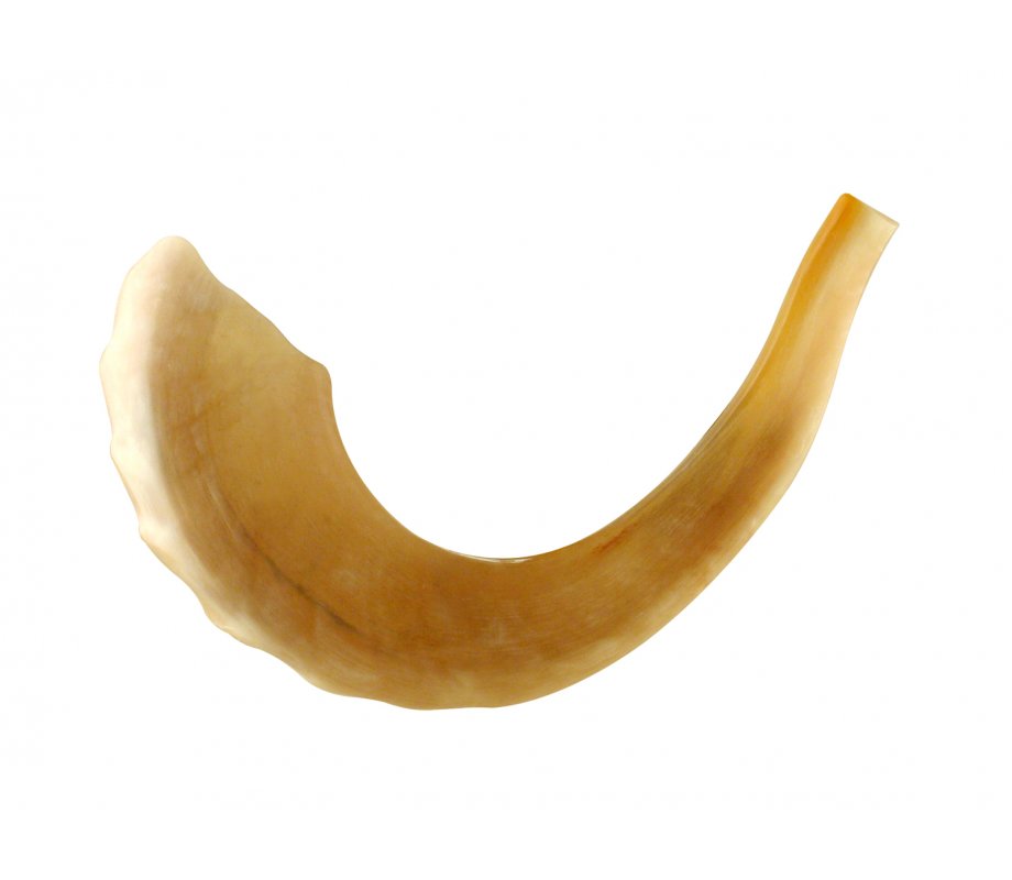 Polished Rams Horn Shofar - Large