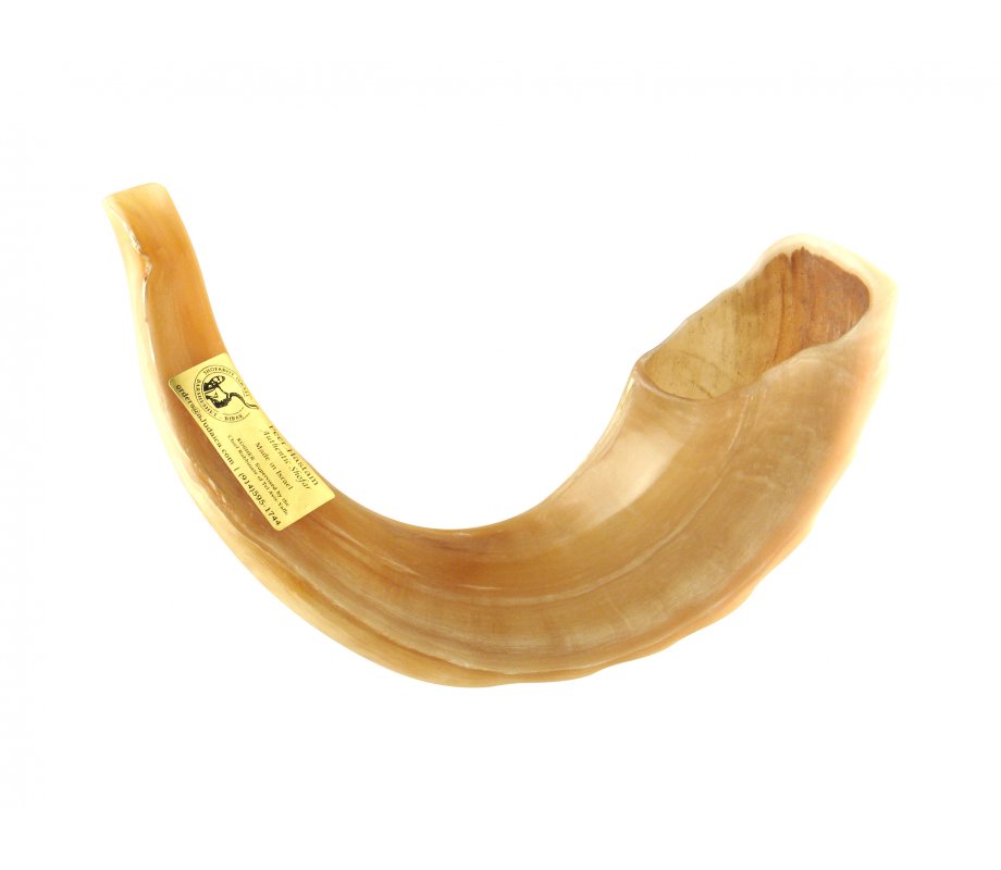 Polished Rams Horn Shofar - Large