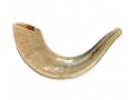 Polished Rams Horn Shofar - Small
