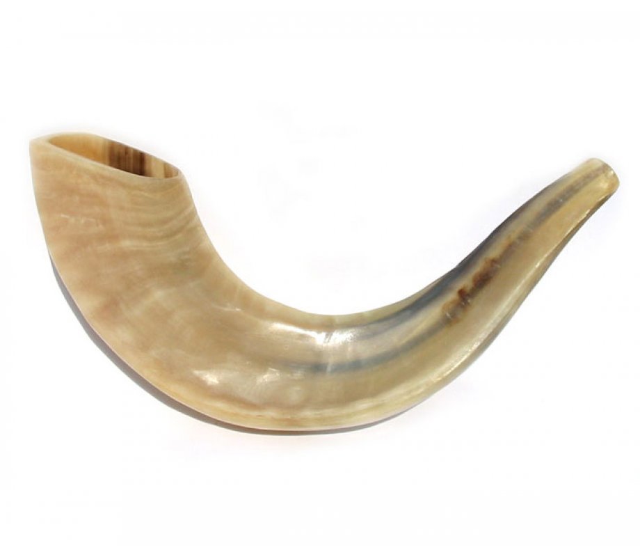 Polished Rams Horn Shofar - Small