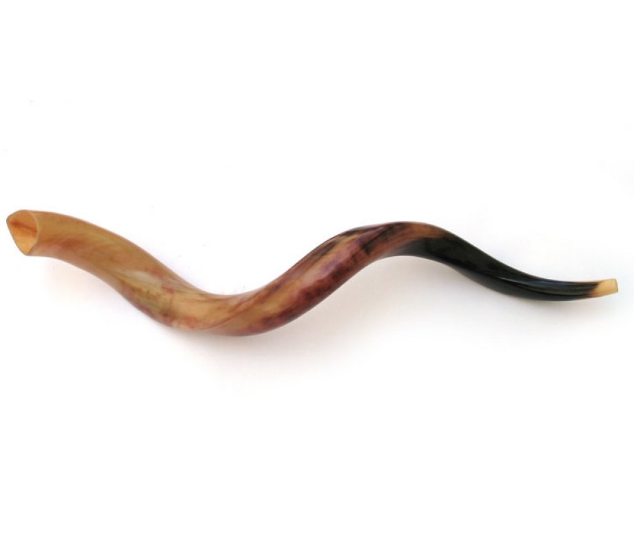 Polished Yemenite Shofar - Large